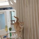 고양이호텔 윤집사 이미지