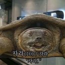 자라 앞 이미지