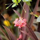 Chinese Lantern(중국 등)처럼 생긴 꽃.. 이미지
