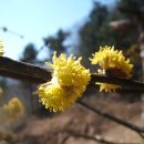 생강나무로 꽃차(봄 산자락에 제일먼저 피는 꽃) 이미지