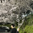 백운포체육공원(테니스장앞) | [부산테니스장]백운포테니스장에도 벚꽃이!