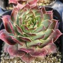 동중농장 이미지