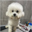 댕스살롱 이미지