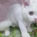 블링블링펫미용 이미지