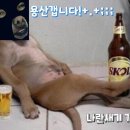 야잉