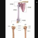 남자는 상완골이 길어야 이뻐 이미지