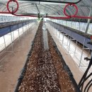 딸기밭 부농 이미지