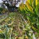 김한수농장 이미지