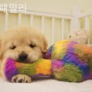 대구강아지분양도그패밀리