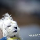 강아지를 부탁해 이미지