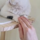 고양이 행복구역 이미지