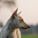 고려애견 이미지