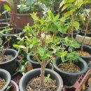 도천농장 이미지