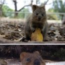 피자카페 Daum카페
