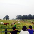 제주의 제주마 이미지