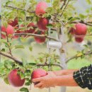 오시롬 농장 이미지