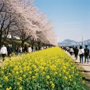 허심청 일대2 | 2026 부산 벚꽃 개화시기 만개날짜,벚꽃명소 숙소 BEST3