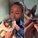 펫스토리 수가 이미지