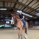 베스트올 | [서울/남양주 근교 승마장] 남양주 덕소 승마클럽 원데이 레슨 후기(feat. 베스트인올)