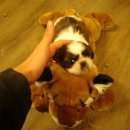 파트라슈 이미지