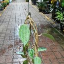 그린꽃식물원 이미지