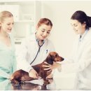 사랑종합동물병원 이미지