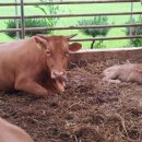 람세스한우농장 이미지