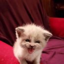 명지오션시티동물병원 이미지