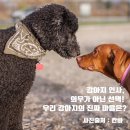 우리 강아지가 말을 해요 이미지