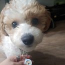 솔샘 동물병원 이미지