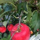 오봉농원 이미지