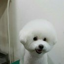 중앙애견 이미지