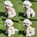 강아지용품할인매장 네이버블로그