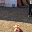 라울도비민박
