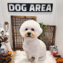 도그아레아 이미지