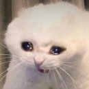 가축인공수정업 | 난임 일기 시험관 난자채취 후기 통증 복수