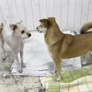 쏭트리밍 이미지