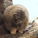 팔라스고양이(Pallas's cat) 이미지