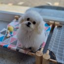 리틀댕댕 이미지