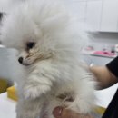 댕댕프렌즈 이미지