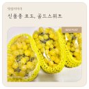 신품종포도, 일용이네금빛농원 골드스위트 포도 후기
