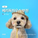 머피하우스애견샵 | 부천강아지미용 베리독하우스 | 탈구 수술 전 안심하고 맡긴 애견미용 후기