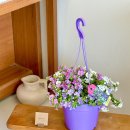 김포 바코파(Bacopa) 키우기 팁 : 후기 및 사계절 관리법
