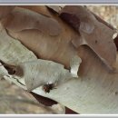 숲속이야기민박 이미지