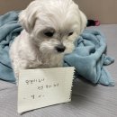 똘이2 이미지