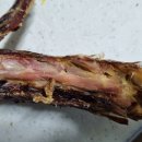 명랑견생 이미지