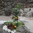 신흥늦장 이미지