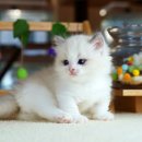 달루나캣츠 고양이전문 평택점 이미지