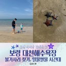 대천해수욕장놀거리 아이랑 불가사리 찾기,불꽃놀이 후기와 보령 물때시간