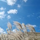 팜파스 그래스(Pampas grass)와 억새(Silver gras ·갈대 이미지